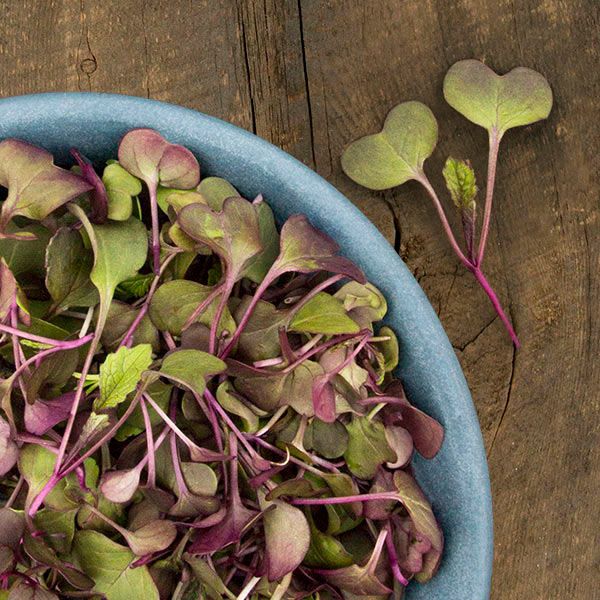Purple and green radish leaves