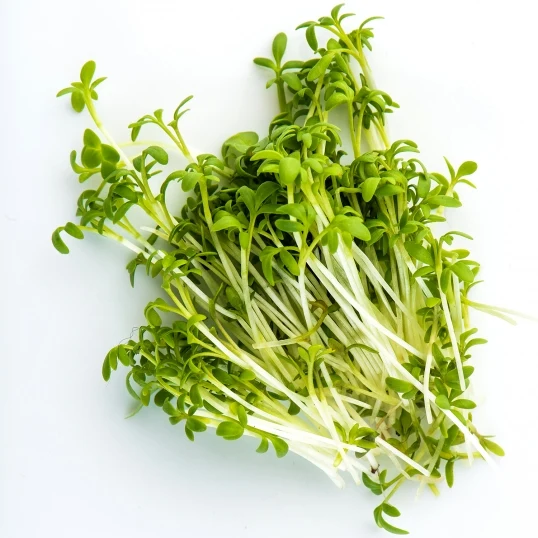 Dense fresh cress greens