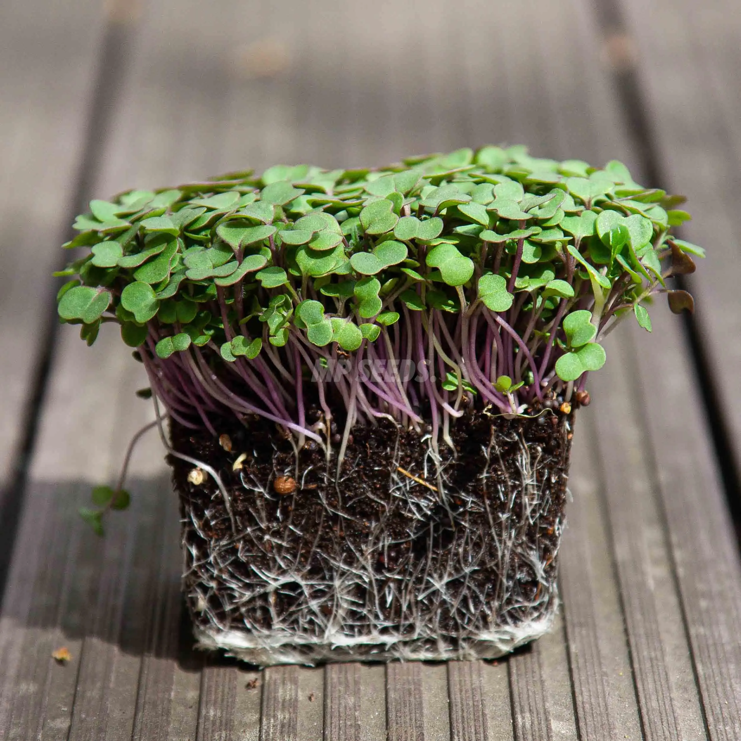 Dark green kale leaves with red stems