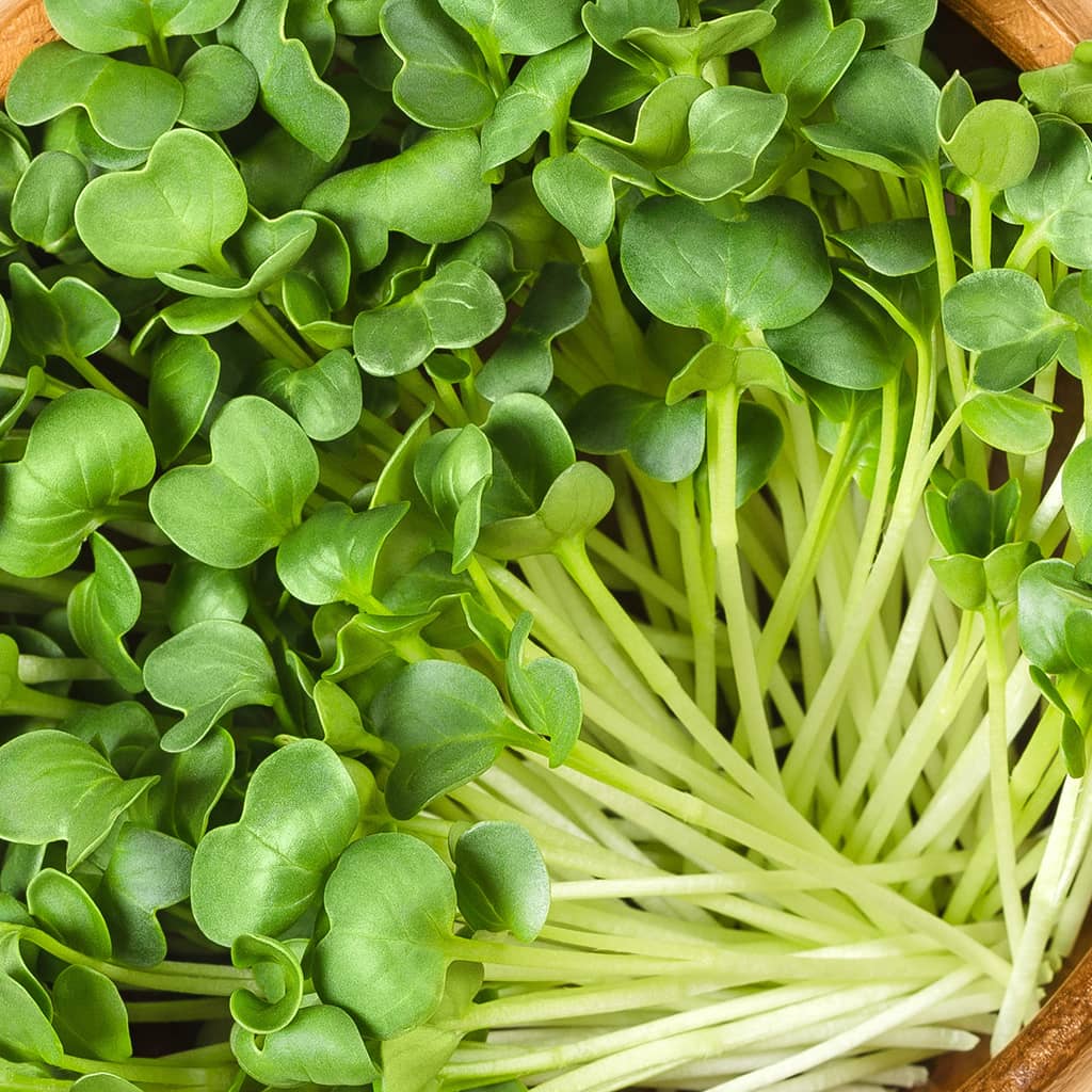 Fresh white daikon radishes with green tops