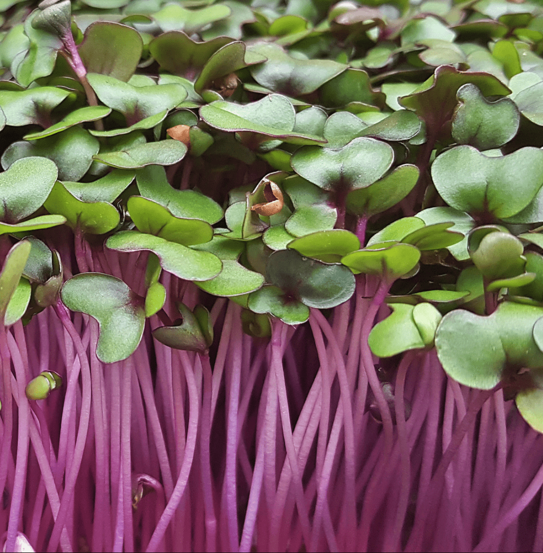 Red cabbage leaves