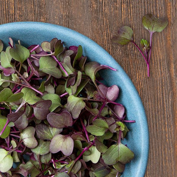 Purple radishes and leafy greens