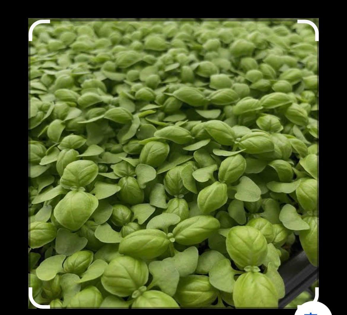 Fresh green basil leaves
