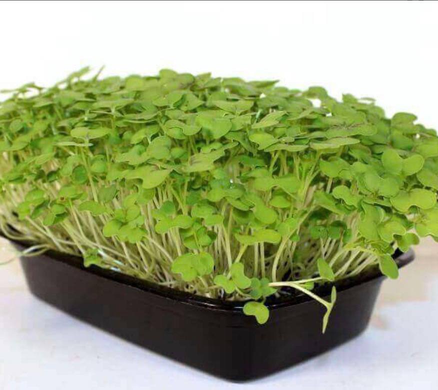 Fresh mustard greens