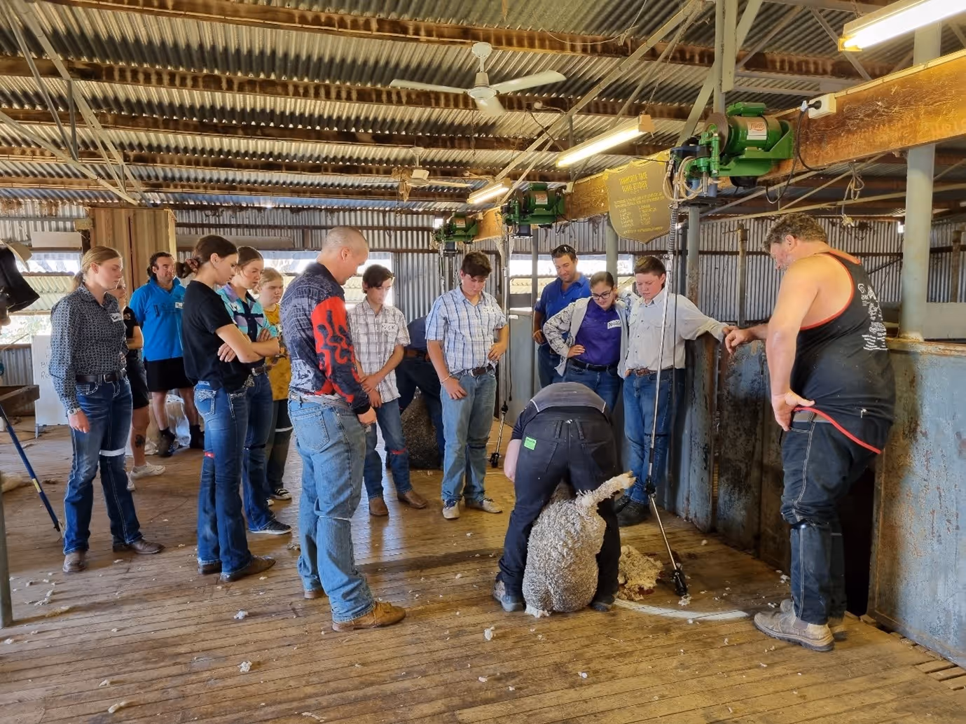 A group watches a person shearing a sheep inside a rustic shed with wooden floor and corrugated walls.