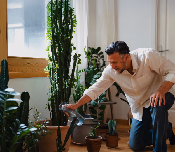 Middle-aged man kneeling indoors and watering a tall cactus among various potted plants near a window.