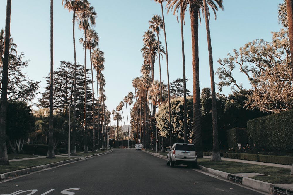Empty street lined with tall palm trees on both sides under a clear blue sky.