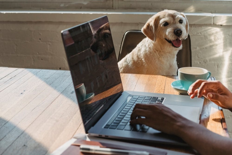 Taxas para animais de estimação Vrbo