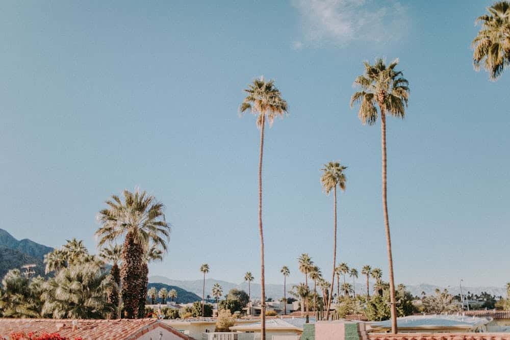 View of tall palm trees and rooftops with mountains under a clear blue sky.