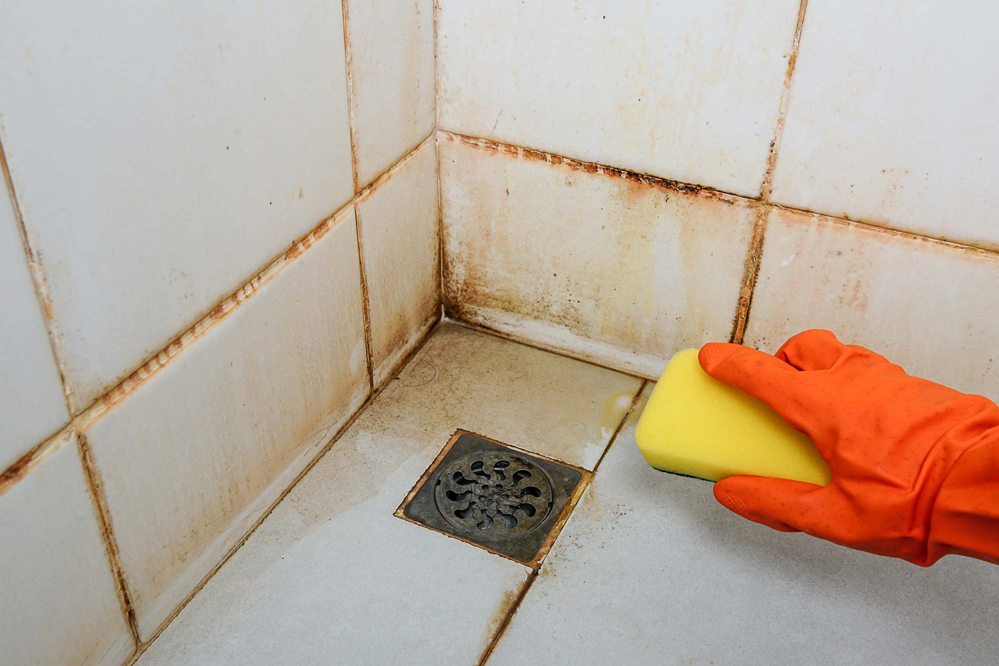 A heavily stained and grimy shower drain area being scrubbed with a sponge.