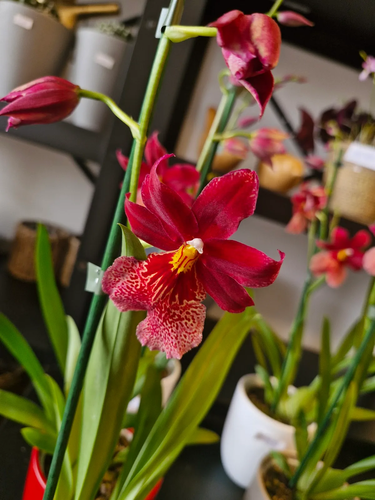 Moment Fleuri
