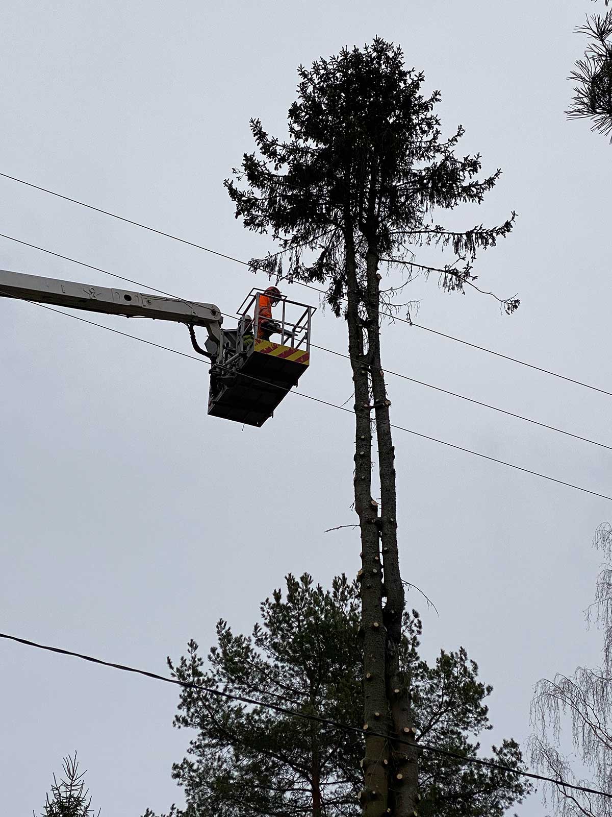 Puunkaatoa nostokoriauton avulla