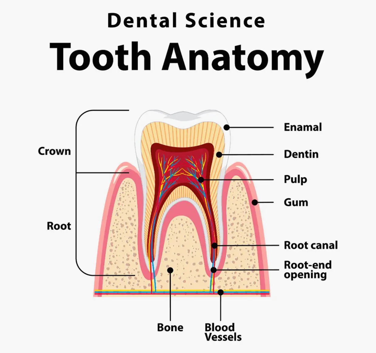 Anatomia del dente con sezioni e strutture interne