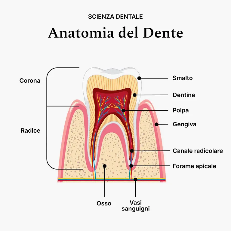 Illustrazione dell'anatomia di un dente