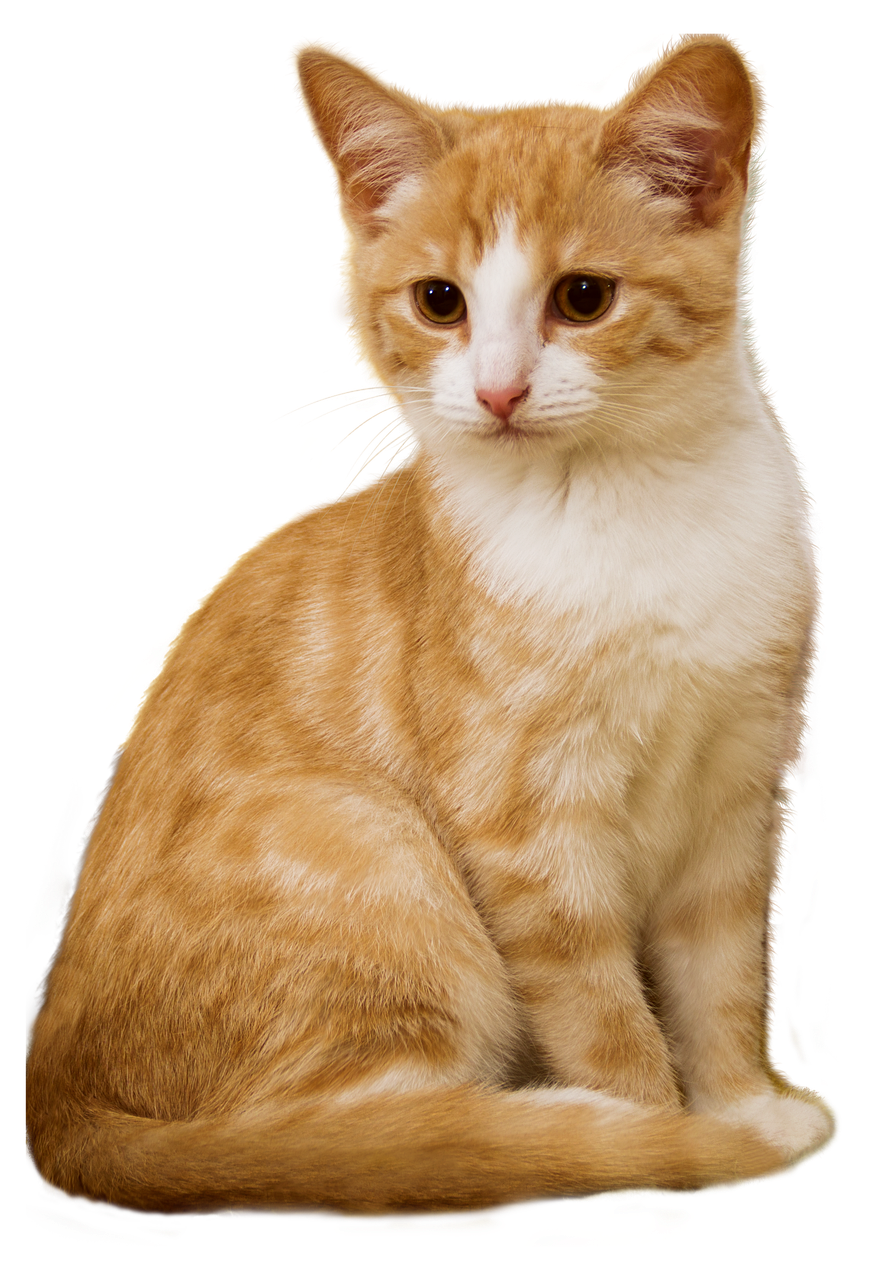 Orange and white kitten sitting beside the FAQ