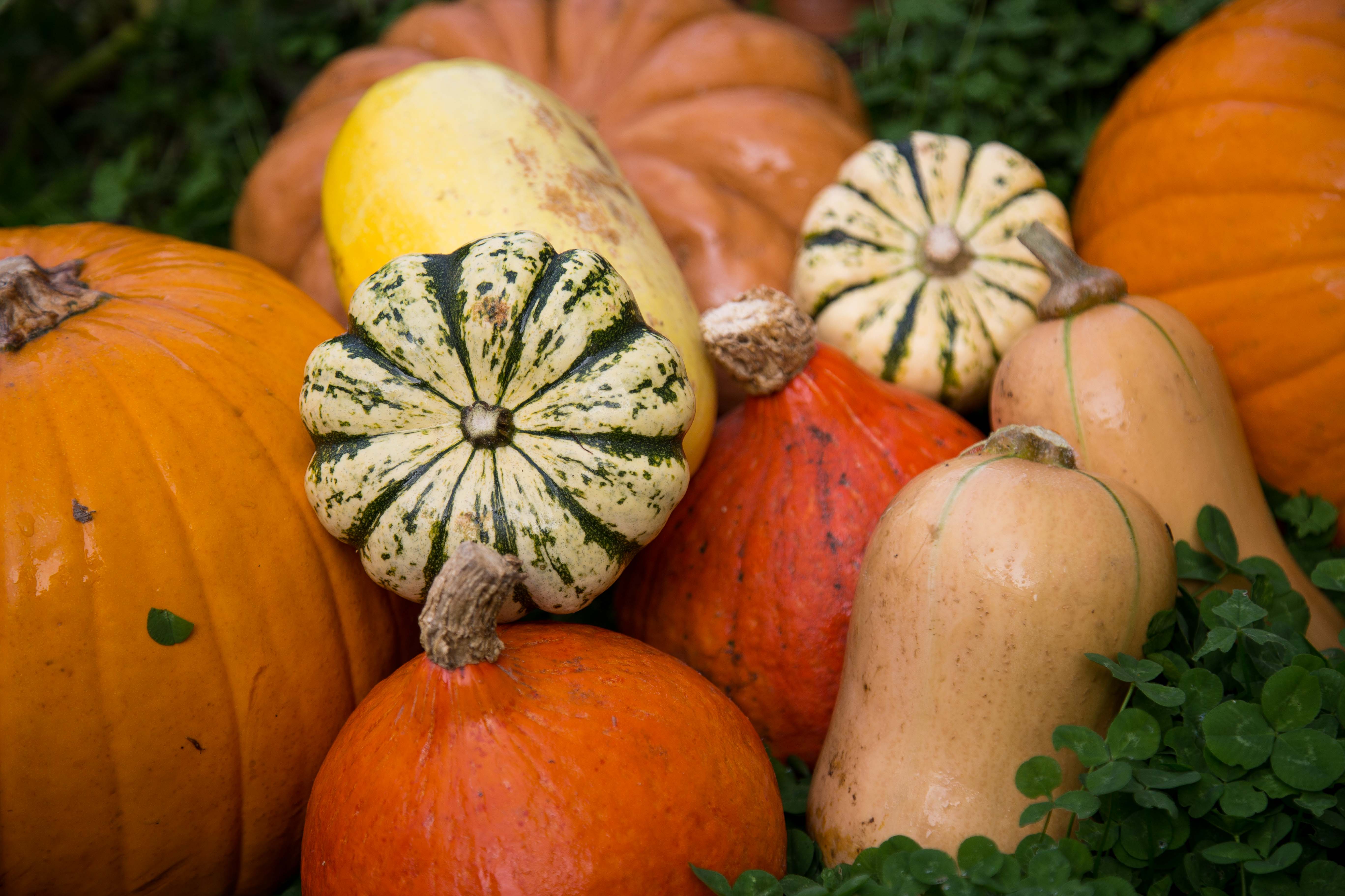 Un assortiment de courges multicolores de différentes formes posées sur des feuilles vertes.