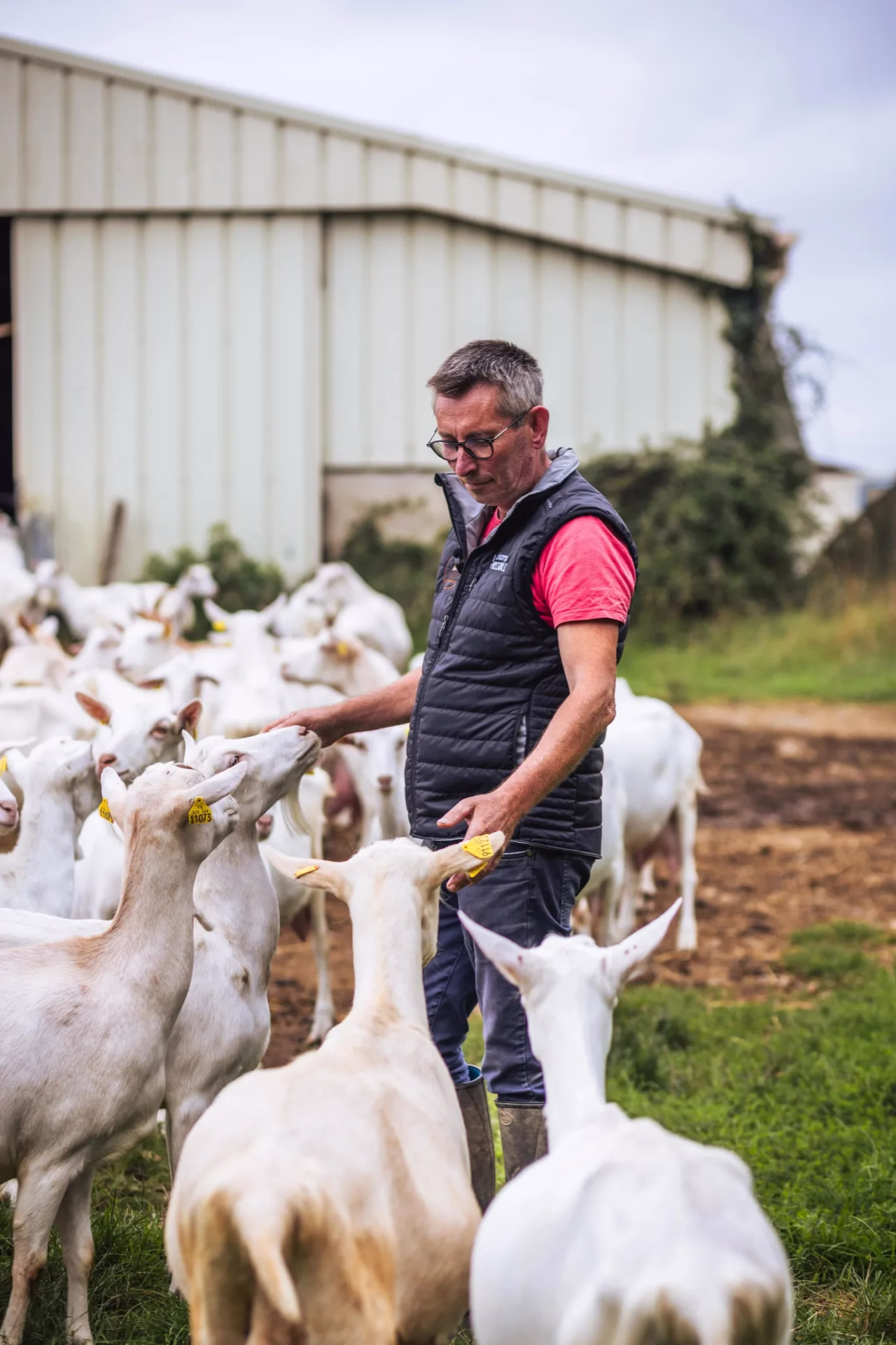 Un homme en gilet noir caresse des chèvres blanches dans une ferme en plein air.