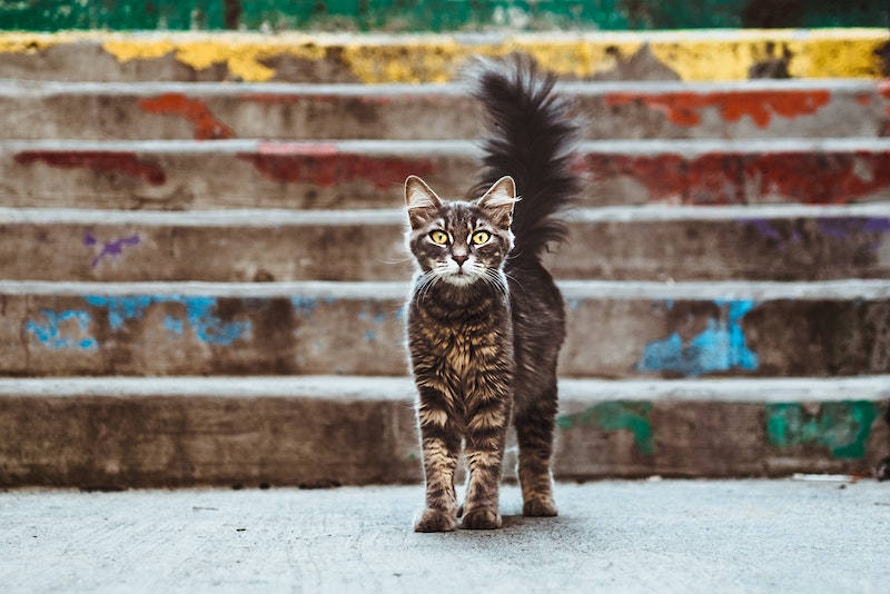 Tinned cat?