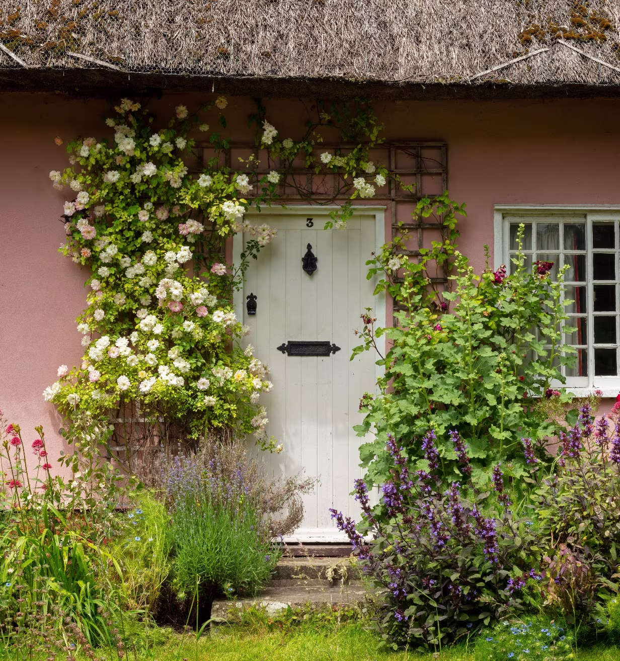 White door numbered 3 on pink cottage wall with climbing white roses and lush garden plants.