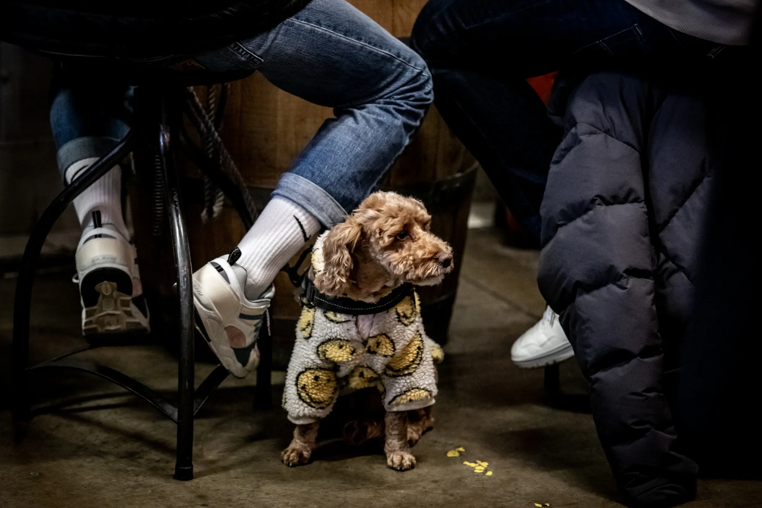 Small dog in a smiley face sweater sits on the floor between two people wearing sneakers.