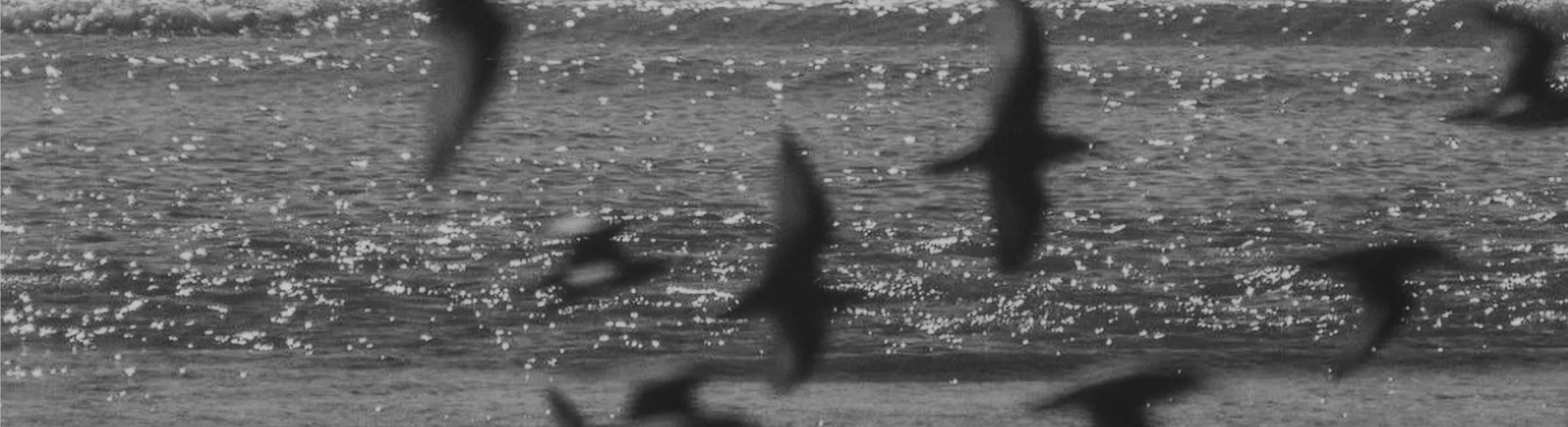 Black birds flying over water with sunlight sparkling on the surface.
