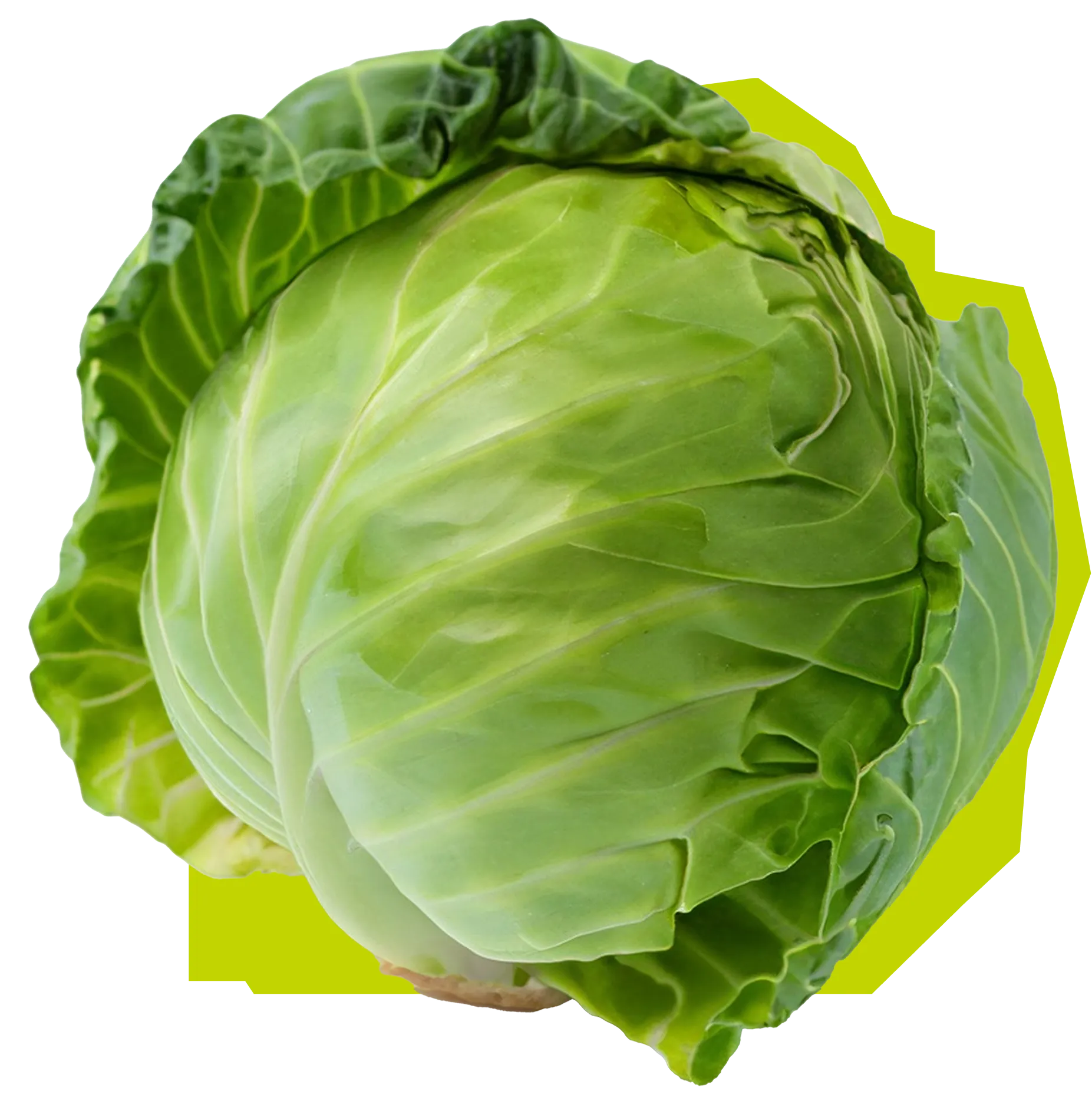 Fresh round green cabbage with tightly packed leaves on a transparent background.