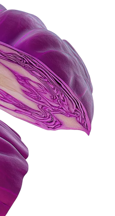 Close-up view of a sliced purple cabbage showing detailed layers and texture.