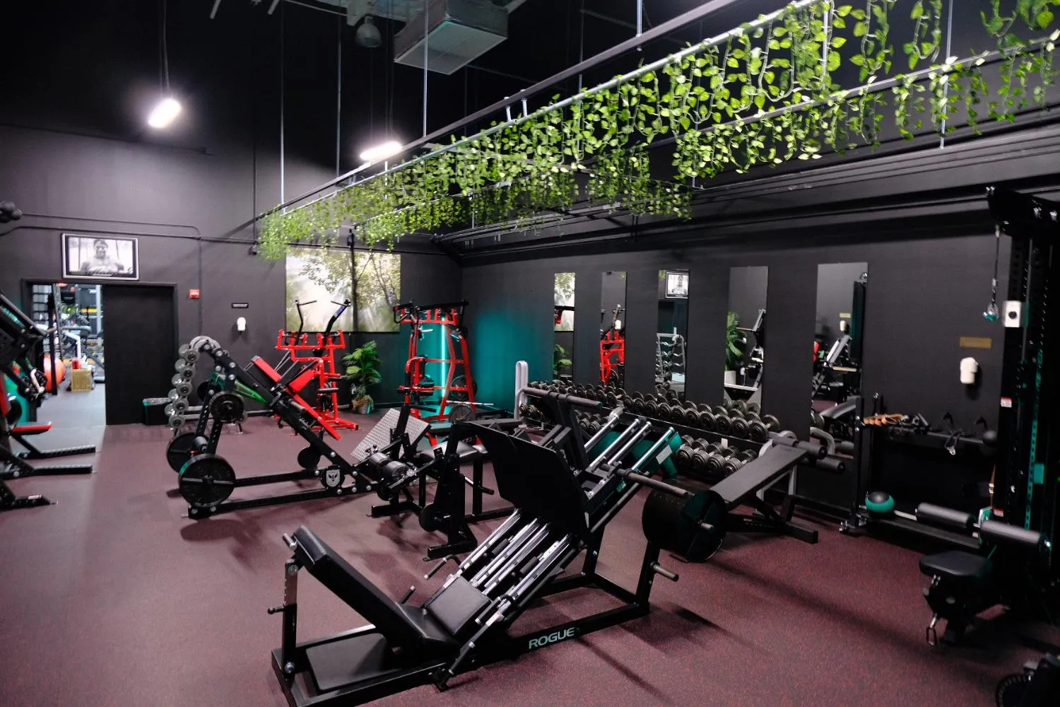 Modern gym with weight machines, dumbbells, and hanging green plants under ceiling lights.