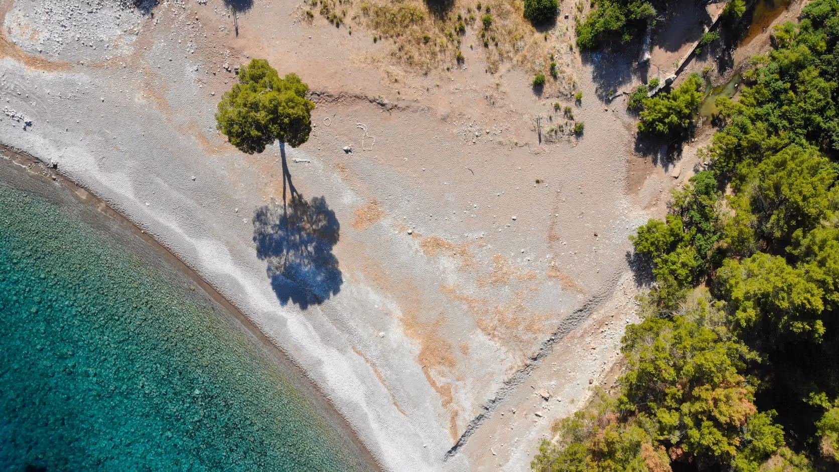 Aerial view of a lone tree casting shadow on a rocky beach beside clear blue water and dense green forest, Mallorca.