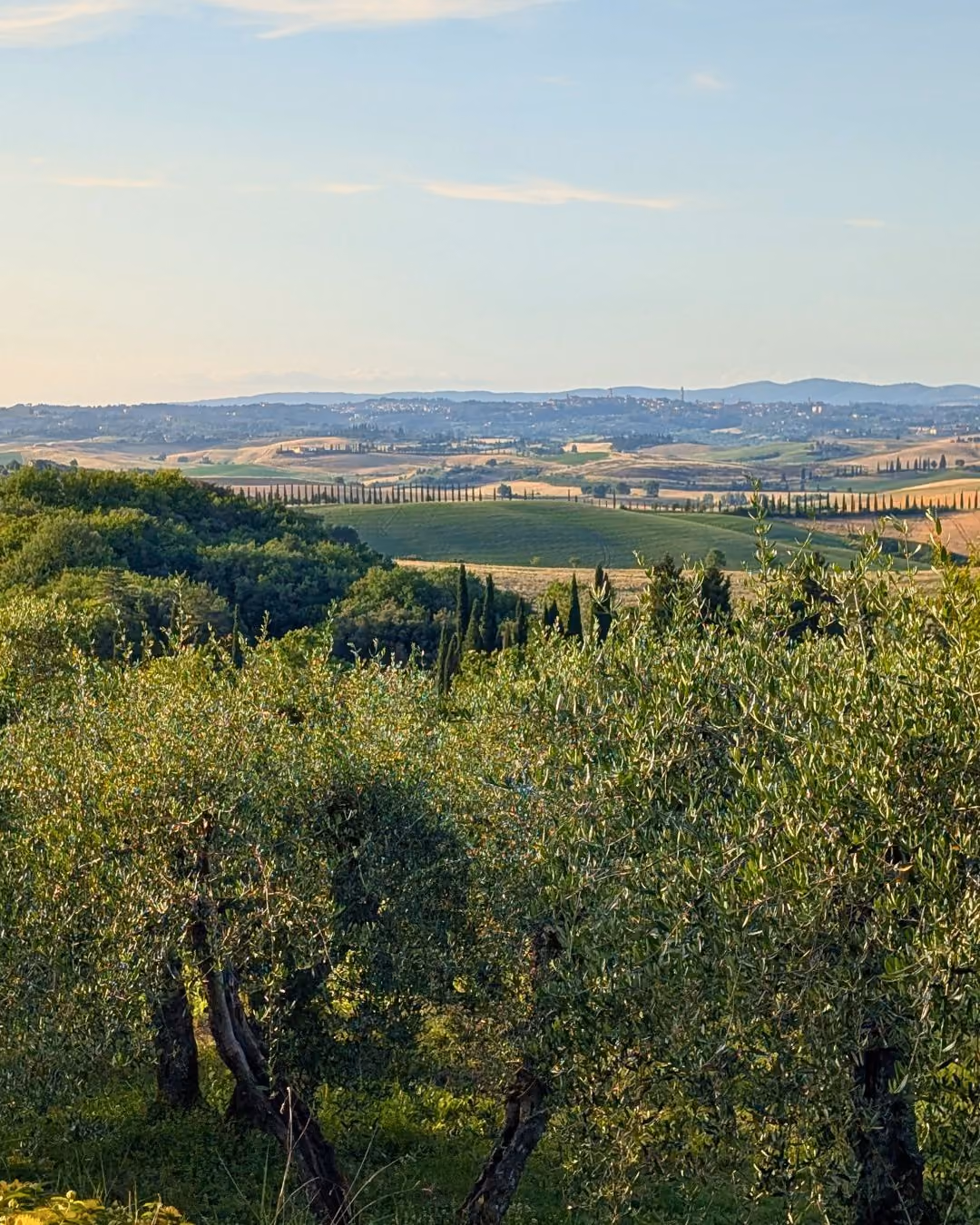 Rolling Tuscan hills with olive trees and cypress-lined roads under a clear blue sky.