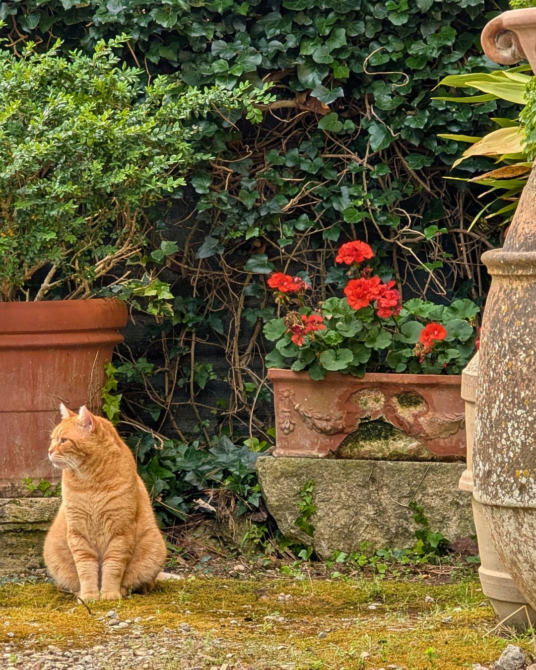 Orange tabby cat sitting on mossy ground near potted plants and red flowers in a garden, Castello Higo, Tuscany.