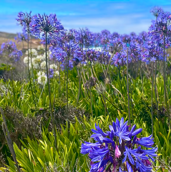 Close-up of vibrant purple agapanthus flowers blooming in a green field under a bright blue sky.