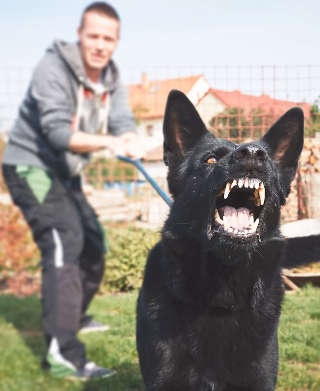 Close-up of a black dog baring its teeth aggressively, held on a leash by a man in the background wearing casual clothes in a yard.