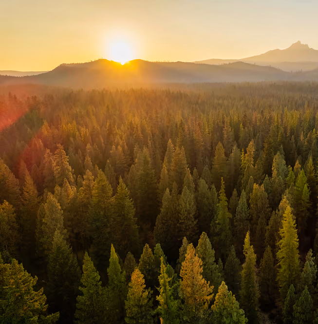 Sunset over a dense forest with tall evergreen trees and distant mountain silhouettes under a clear sky.
