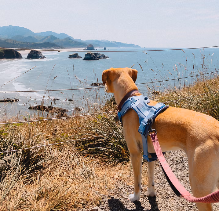 Light brown dog wearing a blue harness and pink leash stands on a cliffside path, looking out over a coastal view with rocky formations in the ocean and mountains in the distance under a clear sky.