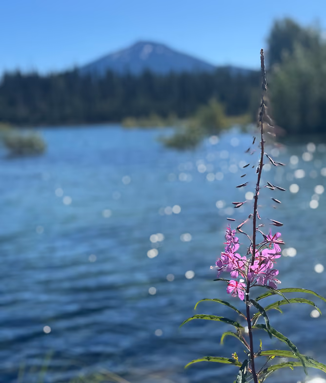 Close-up of a tall pink flower with green leaves by a sparkling lake, with a forest and a mountain in the blurred background under a clear blue sky.
