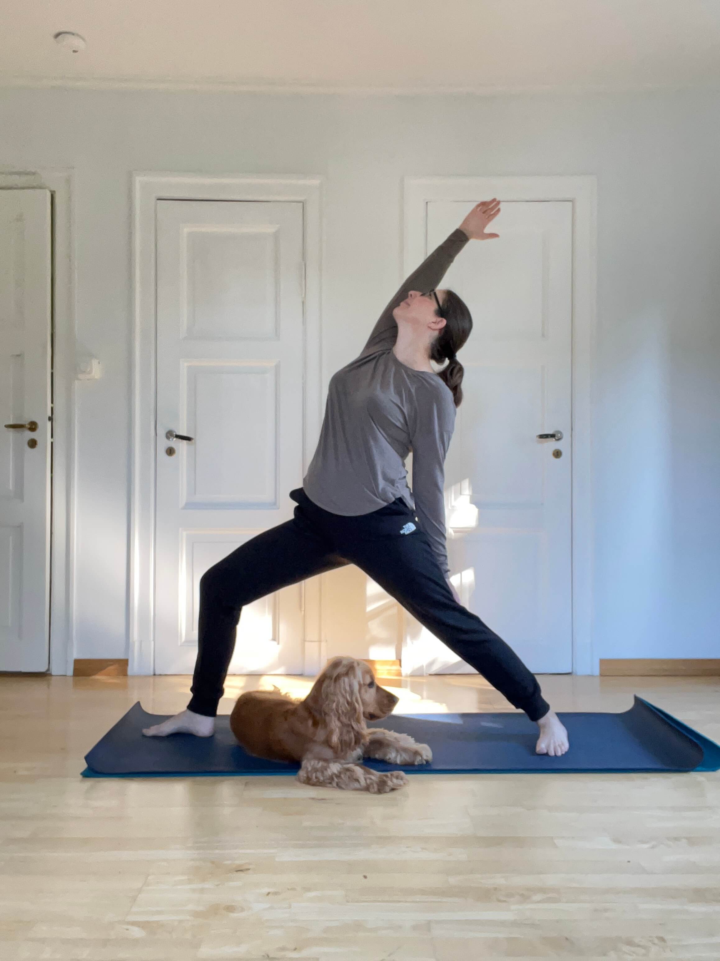Tiffany in a grey long-sleeved shirt and black pants performs a Reverse Warrior yoga pose on a blue mat, with a gold dog lying on the mat beside them.