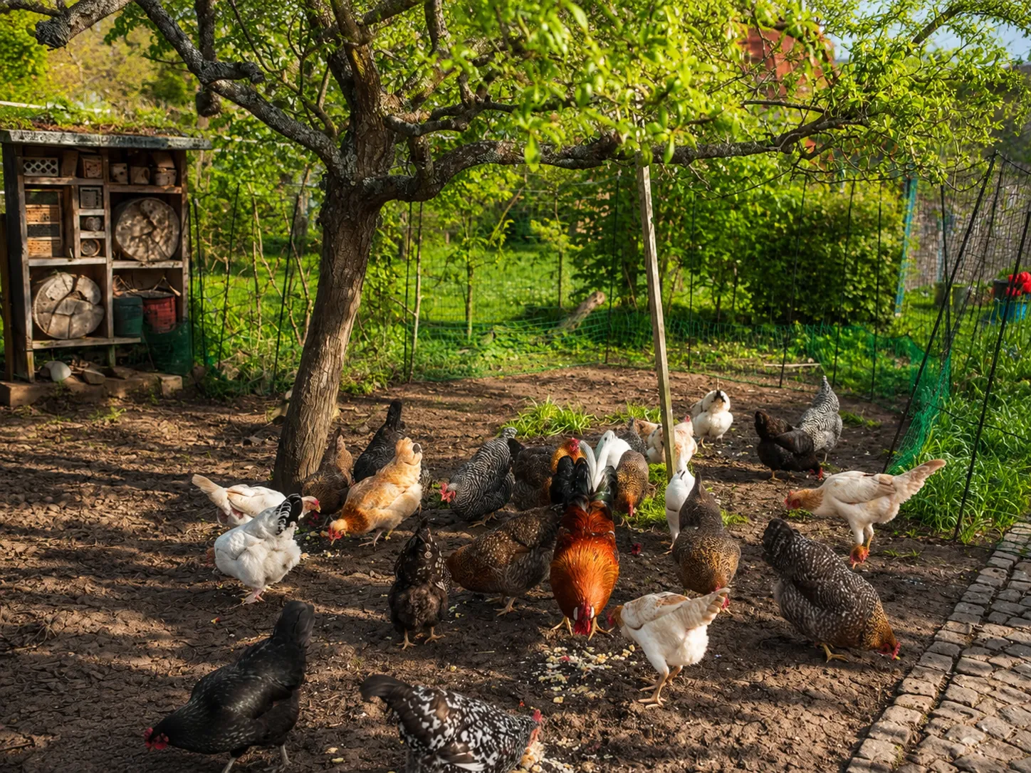 Hühner und Enten auf einem Bauernhof in der Wetterau