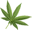 Green cannabis leaf with multiple serrated leaflets on white background.