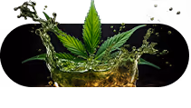 Green cannabis leaf splashing into amber liquid with droplets suspended around it.