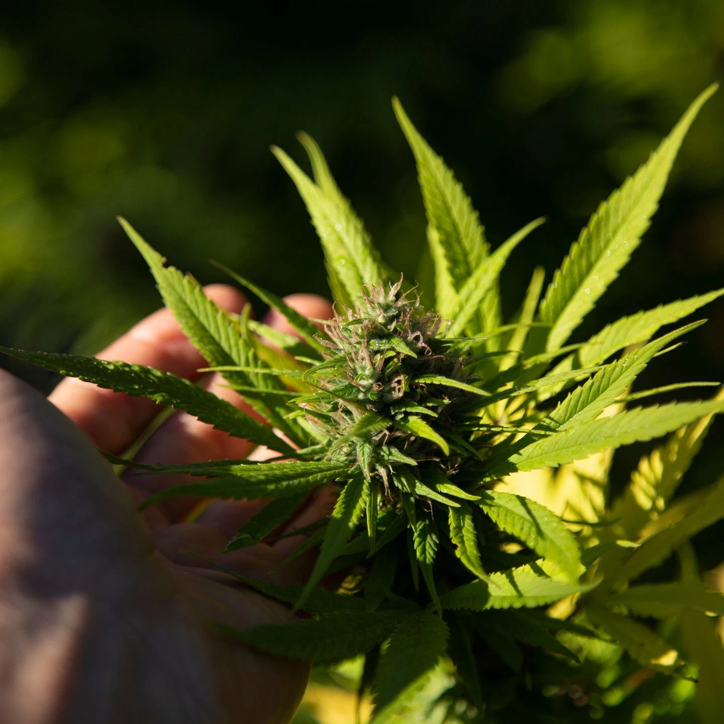 White container with a black and gold RK crest beside a frosty cannabis bud with orange hairs.