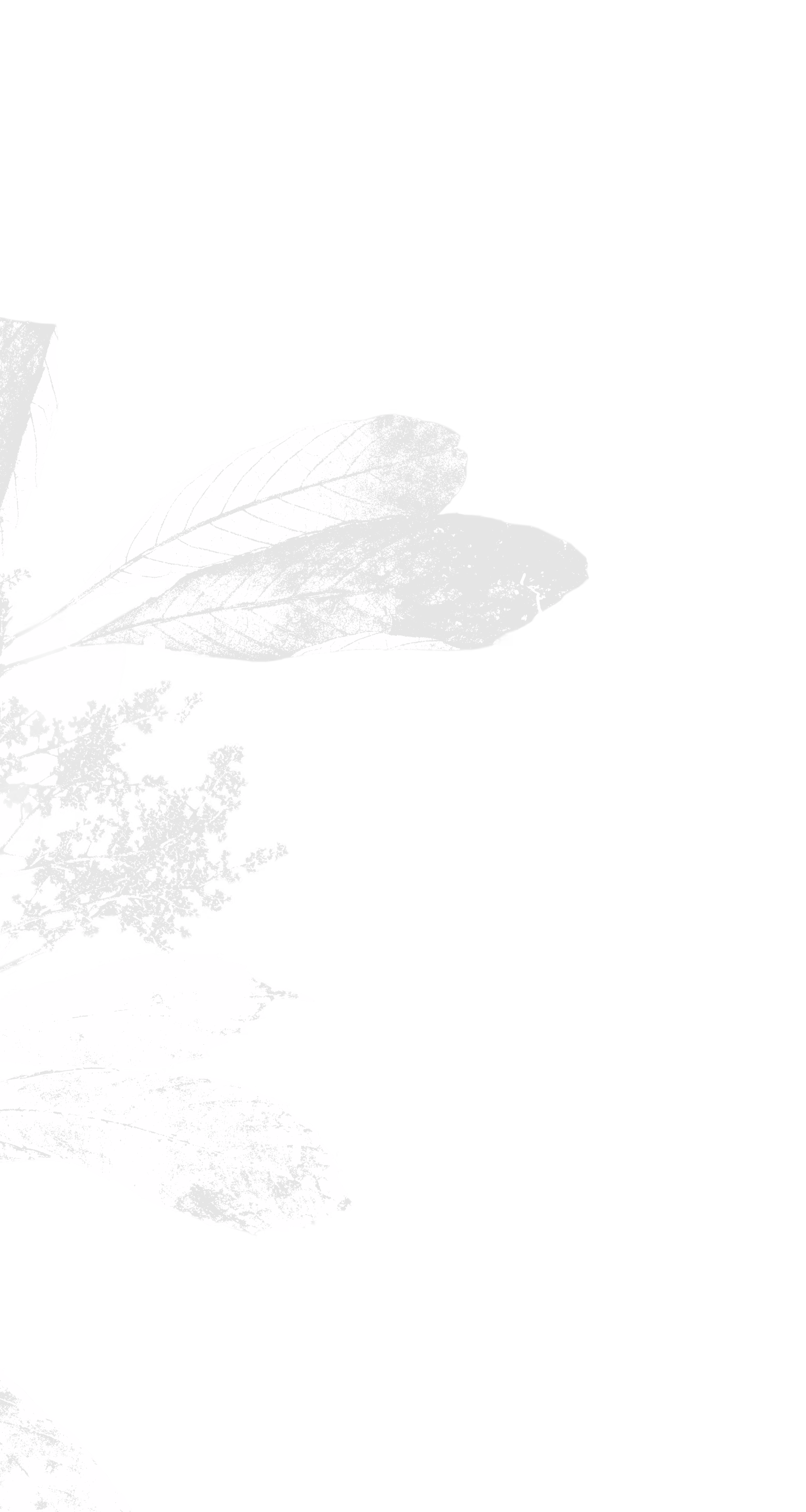 Leaf pattern graphic for 'Why we built Arki' section background.