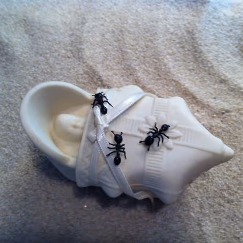 White seashell with three black ants crawling on it, placed on a textured beige surface.