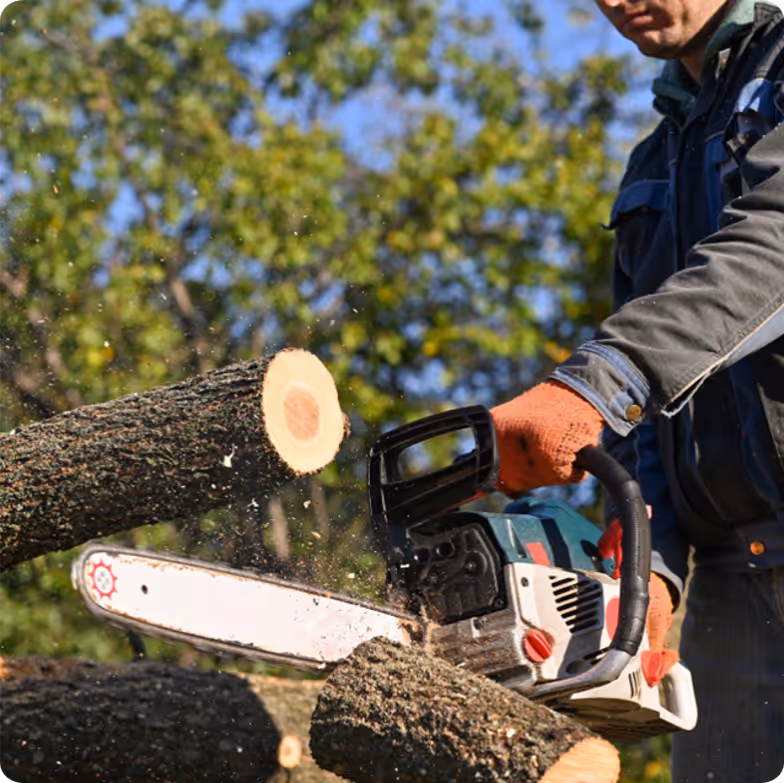Trim & cut felled trees