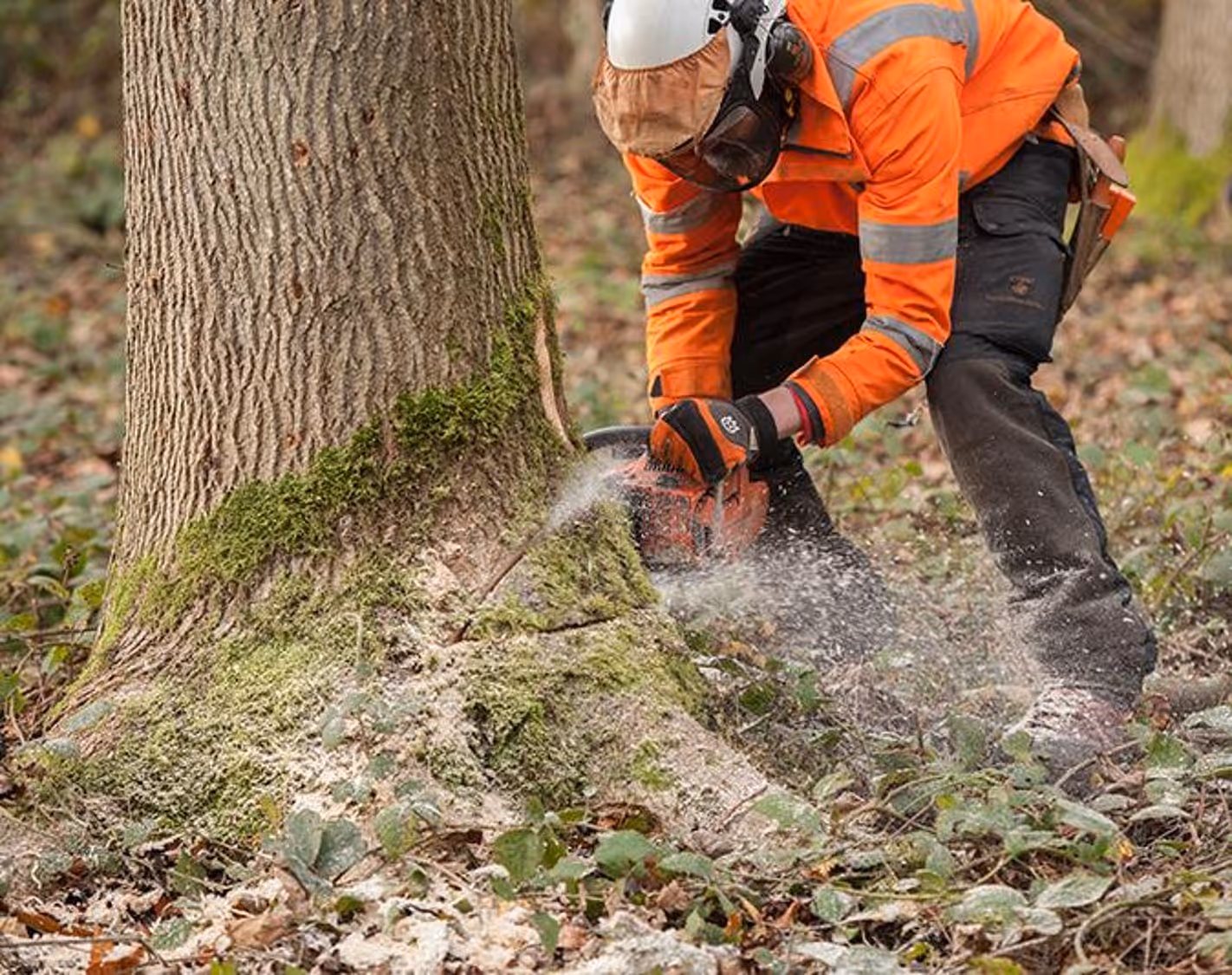 Maintain chainsaws
