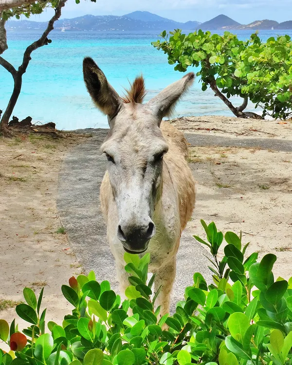 Donkey standing on a beach path near green bushes with turquoise water and islands in the background.