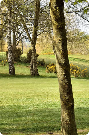 Sunlit green grassy area with trees and shrubs under a clear sky in a park setting.