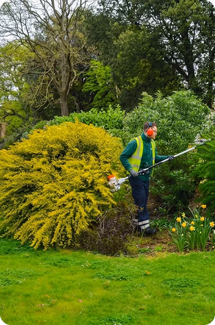 Gardener wearing high-visibility vest and ear protection trimming shrubs in a green garden.