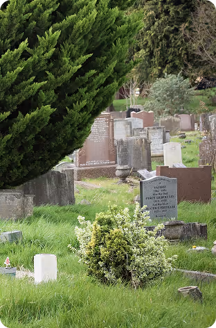 Gravestones scattered in a grassy cemetery with trees and shrubs around.