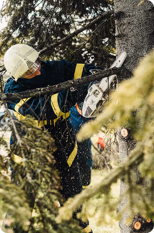 Firefighter wearing helmet cutting tree branches with a chainsaw in a forested area.